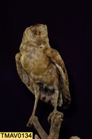 藏品(草鴞)的圖片